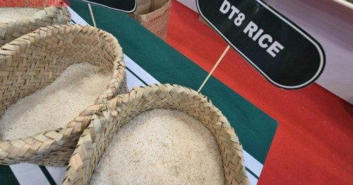 Thông tin mới nhất về việc Philippines tạm ngừng nhập khẩu gạo