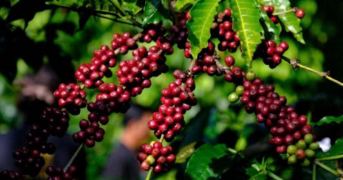 Lo ngại nguồn cung và thuế quan Mỹ thúc đẩy giá cà phê tăng ngày 18/08/2025