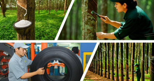 "Kẻ khóc người người": Bức tranh trái chiều của ngành cao su