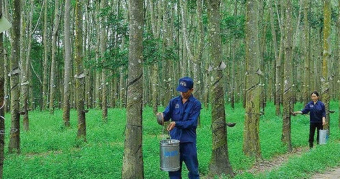 Báo cáo ngành cao su Qúy II/2025