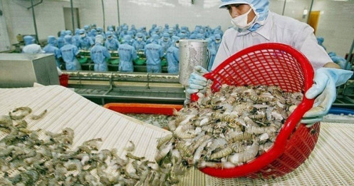 Áp lực từ chính sách thuế, xuất khẩu tôm sang thị trường Mỹ sụt giảm