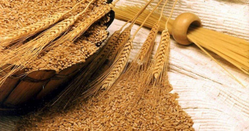 Nga nâng dự báo, EU bội thu – Thị trường lúa mì toàn cầu đối mặt áp lực dư cung