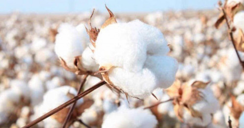 Mỹ tăng thuế, nhu cầu dệt may Ấn Độ giảm, giá bông chịu áp lực