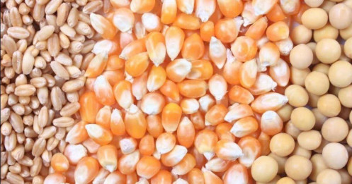 Diễn biến thị trường nông sản 29/8