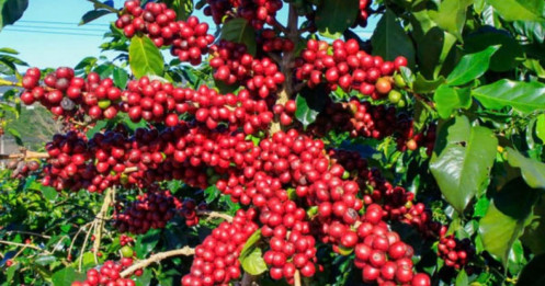 Giá cà phê Giảm mạnh về 122.300 đồng/kg, tồn kho thấp và thuế quan tiếp tục gây áp lực