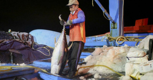 Mỹ siết nhập, nhiều nghề cá Việt nguy cơ mất thị trường