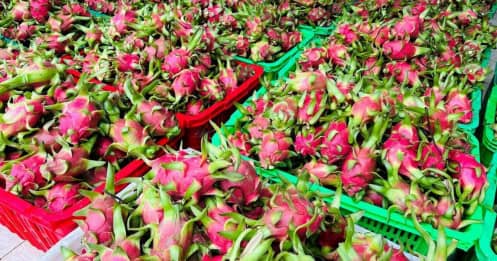 Đằng sau việc thanh long Việt Nam bị phụ thuộc một thị trường