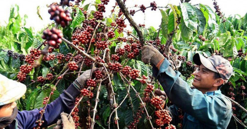 Mỹ áp thuế 50% lên cà phê Brazil: Thị trường toàn cầu đối diện biến động lớn?