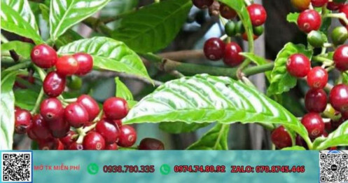 Giá cà phê hôm nay 04/09/2025: Tăng đồng loạt, Đắk Lắk và Đắk Nông dẫn đầu 115,300 đồng/kg