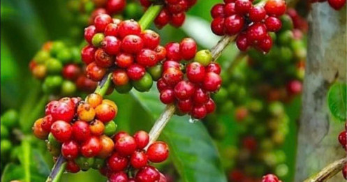 Giá cà phê hôm nay 05/09: Giảm đồng loạt tại Tây Nguyên, Mỹ khó thay thế cà phê Brazil