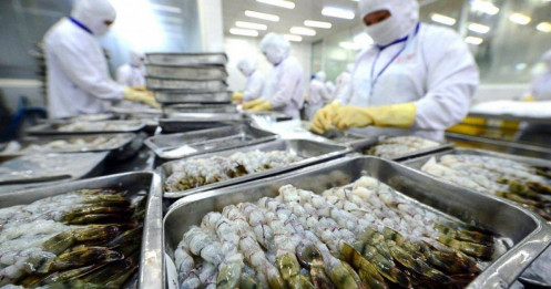 Thực phẩm Sao Ta (FMC): Doanh số tháng 8/2025 tăng 32%, đã đủ đơn hàng tới cuối năm