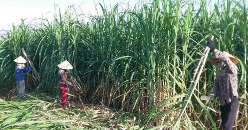 Lo đường nhập lậu lấn sân, vì sao doanh nghiệp không tự cứu mình?