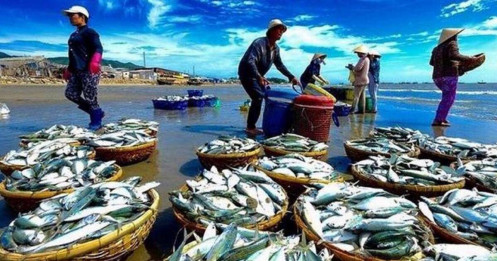 Thủy sản Việt Nam có nguy cơ mất thị phần ở thị trường trị giá 2 tỷ USD từ 2026