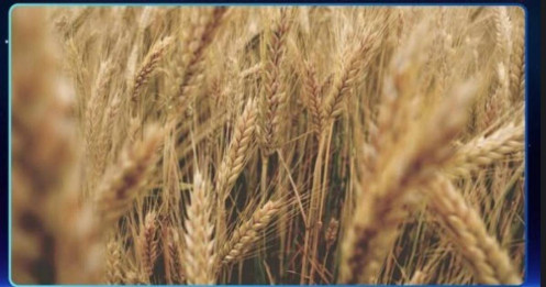 Sản phẩm lúa mỳ – Mỹ thu hoạch nhanh, Nga–Ukraine bội thu nhưng biển đen căng thẳng