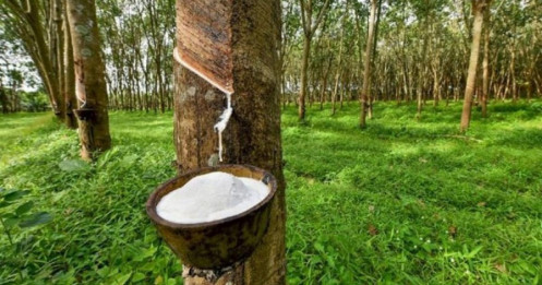 Thị trường cao su đỏ lửa: Nhu cầu ô tô yếu, mùa vụ khai thác gia tăng