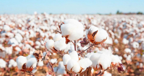 Xuất khẩu bông Mỹ giảm 47%, chờ báo cáo WASDE