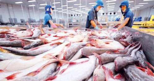 Tin cá tra vào sushi Nhật "kéo" cổ phiếu VHC tăng kịch trần