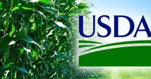 USDA Giữ Nguyên Dự Báo Nhiên Liệu Sinh Học – Tác Động Tới Giá Dầu Đậu & Đậu Tương CBOT