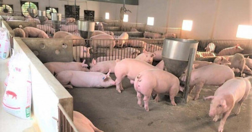 Giảm vốn nhưng lãi bùng nổ - mảng nông nghiệp Hòa Phát đang “vượt mặt” Dabaco, BAF, HAGL như thế nào?