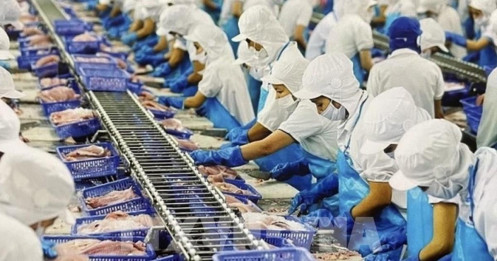 Cổ phiếu cá tra VHC, IDI, ANV bứt phá mạnh nhờ lực đẩy từ thị trường xuất khẩu