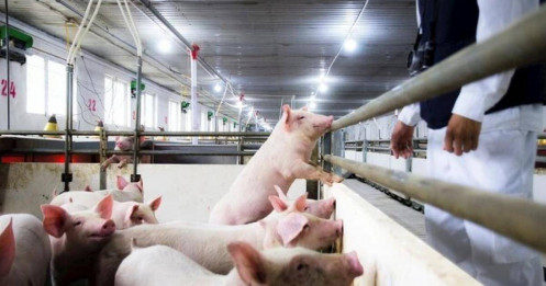 Nông nghiệp Hòa Phát chính thức nộp hồ sơ IPO