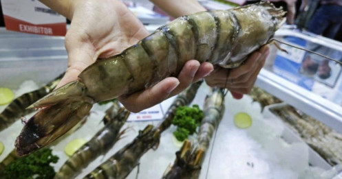 Trung Quốc ồ ạt mua tôm Việt, lần đầu soán vị trí nhập khẩu số 1 từ Mỹ