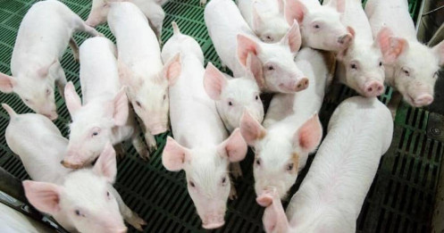 Động thái bất ngờ của tỷ phú Trần Đình Long