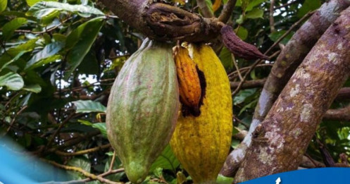 Giá ca cao được hỗ trợ bởi mưa Tây Phi và lo ngại nguồn cung dài hạn