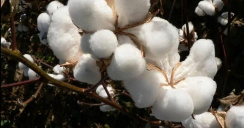 Giá bông chờ Fed và báo cáo xuất khẩu USDA