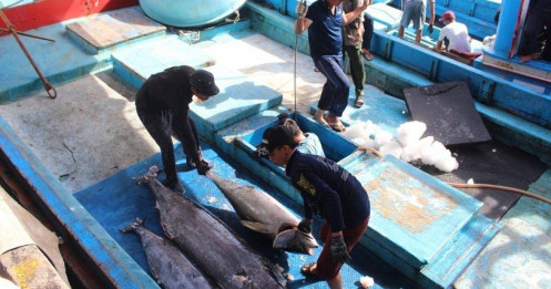 Thách thức cho cá ngừ Việt trên đất Mỹ