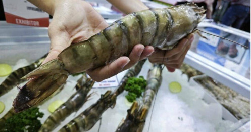 Trung Quốc ồ ạt mua tôm Việt, lần đầu soán vị trí nhập khẩu số 1 từ Mỹ