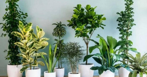 4 dấu hiệu trong nhà là điềm báo phong thủy "tiền vào như nước"