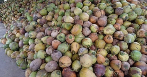 Dừa khô tăng giá kỷ lục