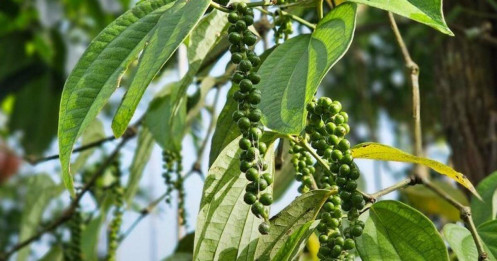 Giá hồ tiêu hôm nay 22/09/2025: Đi ngang 147.000–150.000 đ/kg, thị trường giữ nền cao chờ đơn hàng xuất khẩu