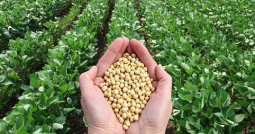 Thị trường đậu tương: Đậu nành chịu áp lực khi Trung Quốc không đặt mua từ Mỹ vụ mới?