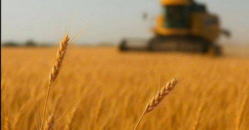 Argentina giảm thuế: Nông sản đỏ lửa, gia súc hưởng lợi lớn