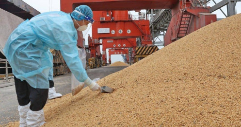 Sóng gió từ Trung Quốc phủ bóng lên cánh đồng Mỹ