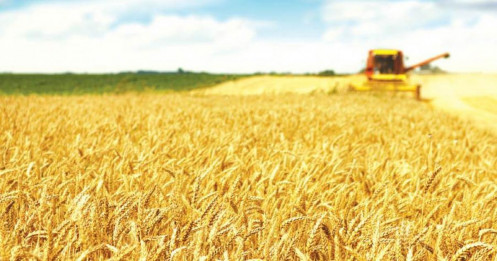 Lúa Mì: Áp Lực Giảm Giá Gia Tăng Khi Argentina Miễn Thuế Xuất Khẩu