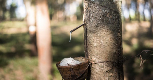 Giá cao su tăng nhờ nhu cầu lốp xe Ấn Độ và giá dầu leo thang ngày 24/09