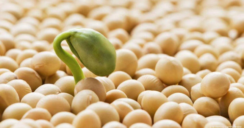Thị trường đậu nành toàn cầu chao đảo: Mỹ mất lợi thế, Nam Mỹ vươn lên dẫn dắt