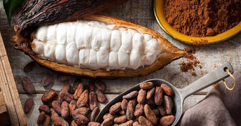 Từ thiếu hụt đến bùng nổ sản lượng: Thị trường ca cao đang viết lại quy luật cung – cầu