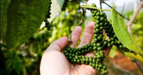 Kim ngạch xuất khẩu tiêu cán mốc 1,2 tỷ USD, thị trường nội địa ổn định