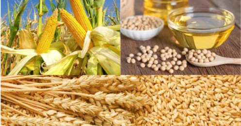 Lúa mì tăng nhờ xuất khẩu, đậu tương chịu cạnh tranh, ngô Mỹ xuất khẩu tăng vọt