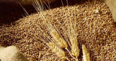 Thị trường lúa mì – trước báo cáo tồn kho ngũ cốc [29.09.2025]