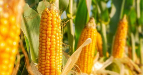 Giá ngô tháng 9/2025 – cơ hội đón sóng mùa vụ tháng 10