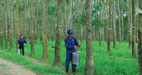 Cổ phiếu DRI “hụt hơi”