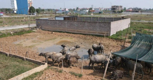 Đất nông nghiệp Hà Nội có thể được phép xây dựng công trình?