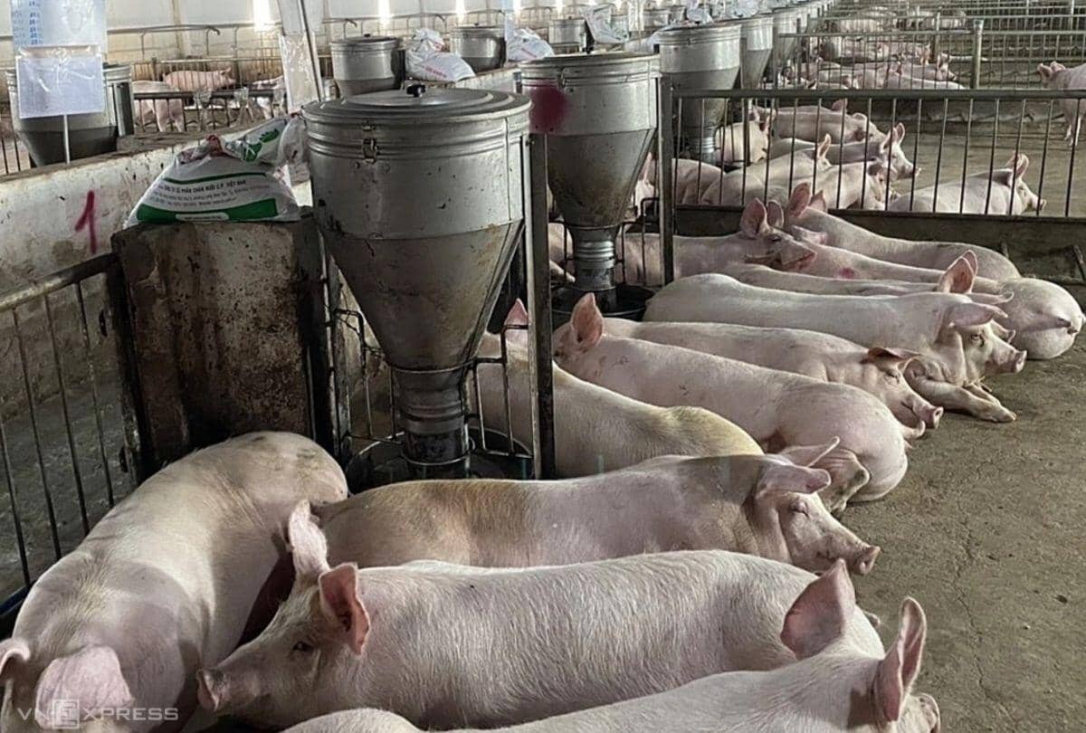 Giá heo hơi lao dốc