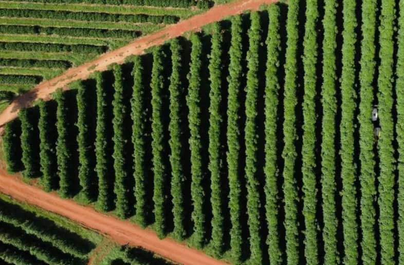 Thuế quan của ông Trump đối với Brazil làm rung chuyển thị trường cà phê