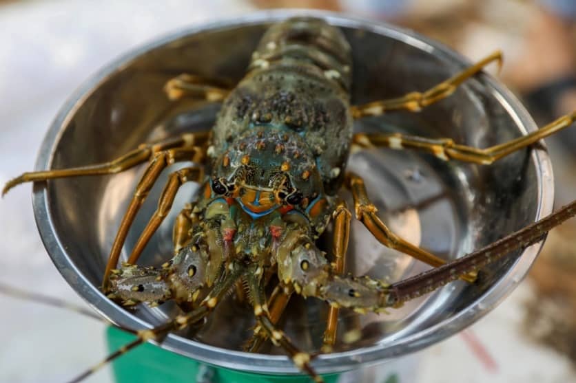 Trung Quốc tăng mua tôm Việt